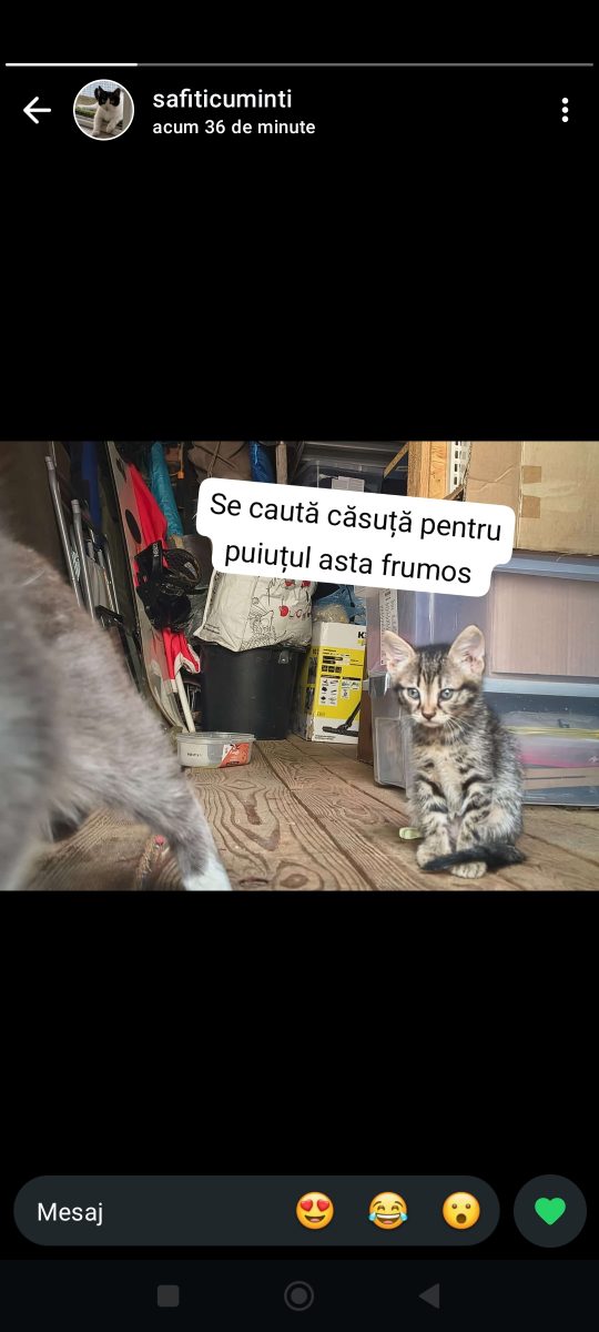 Adopții pisici