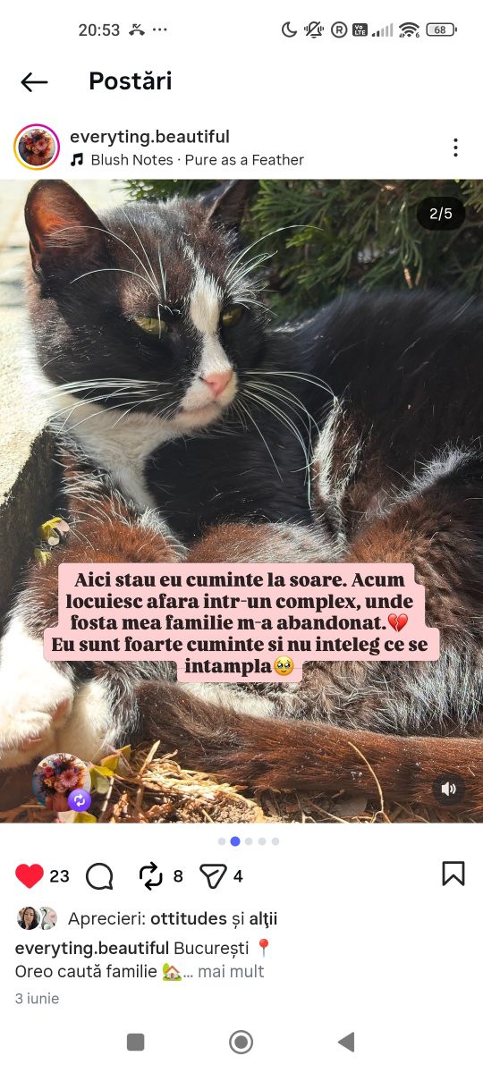 Adopții pisici