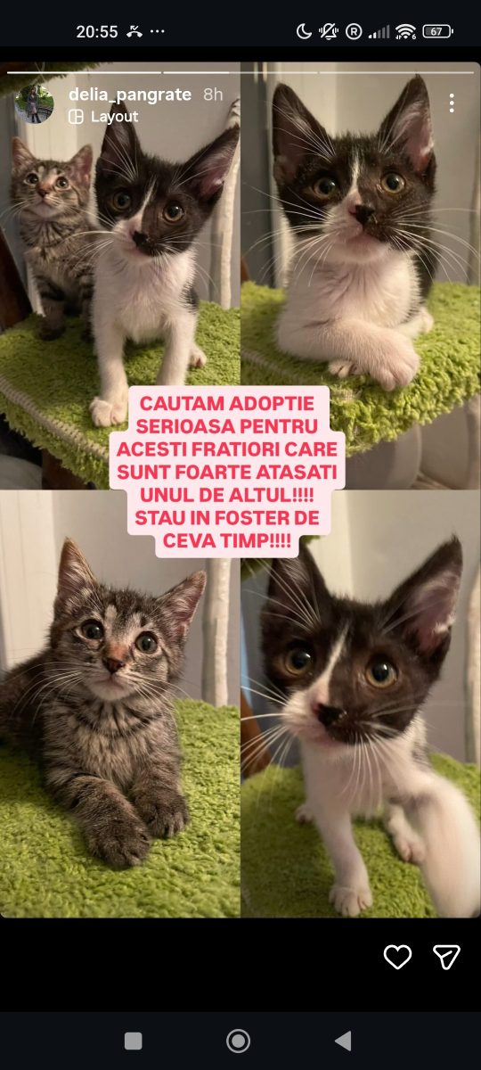 Adopții pisici
