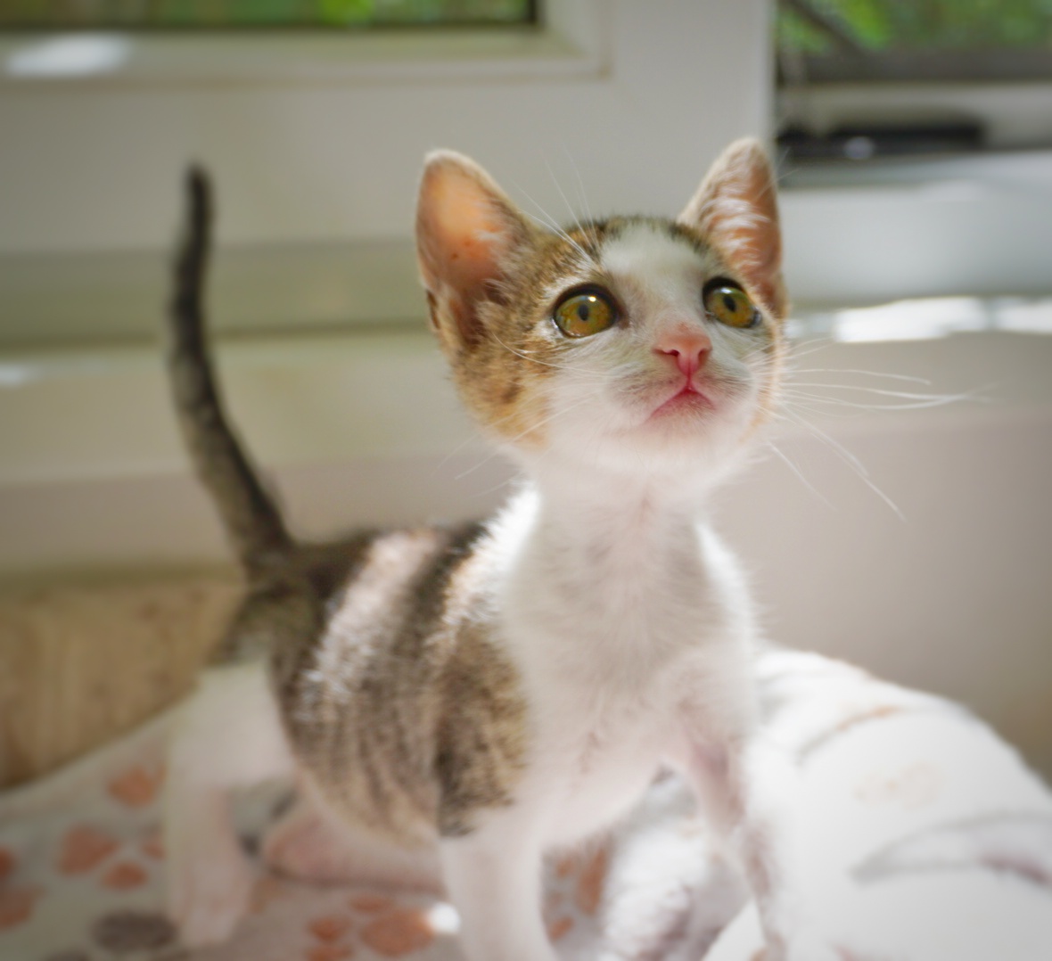 Munmu, cel mai mămos pisoi, pentru adopție