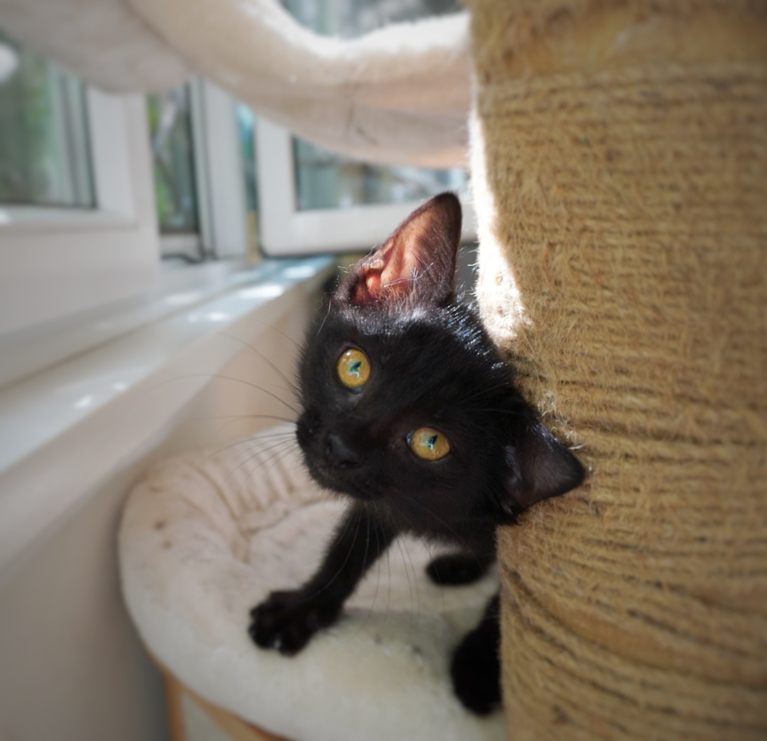 Tilda o să te iubească cu toată puterea ei dacă o adopți