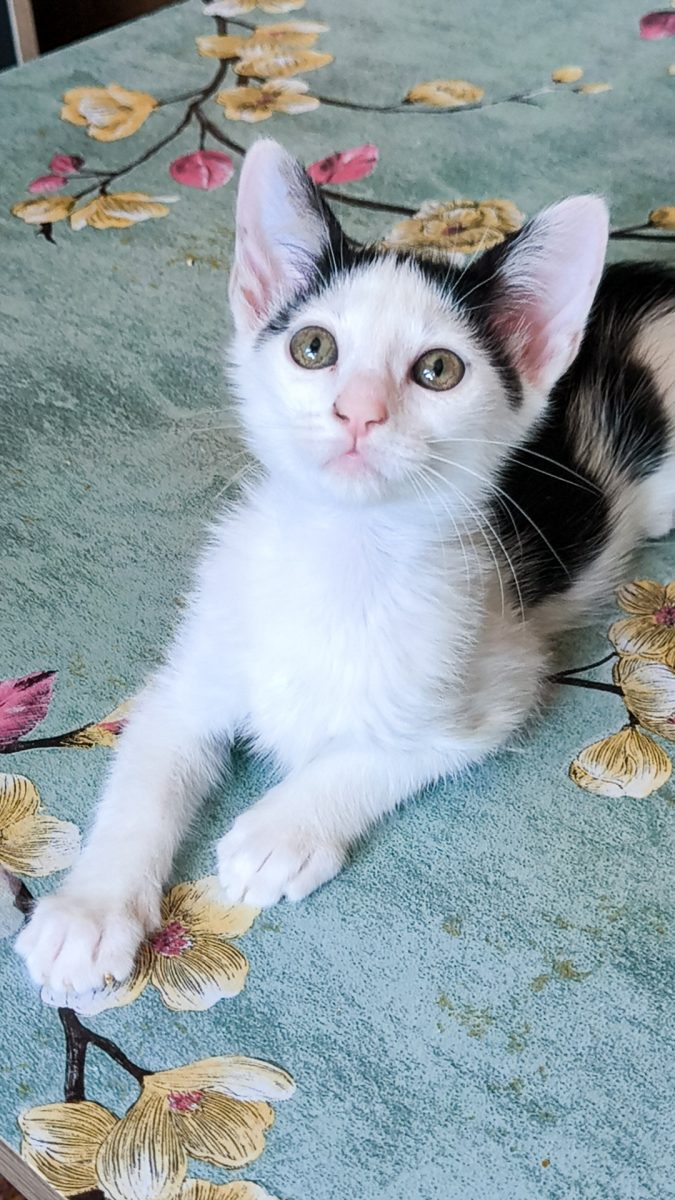 Dimitri, fratele mare si bun din 9 pui de pisica