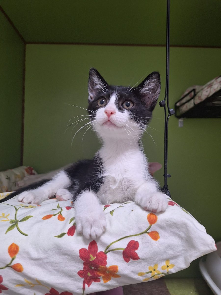 Pisică mica tuxedo abandonata cauta adoptie