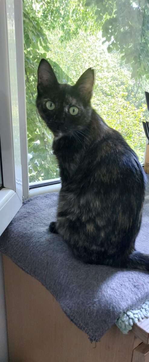 Pisicuta Tortie,terapie pentru sufletul tau!🥰🥰🥰