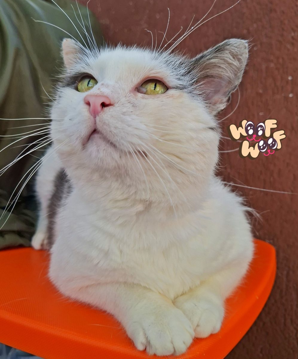 Adoptie pisica motan alb castrat Martafoi