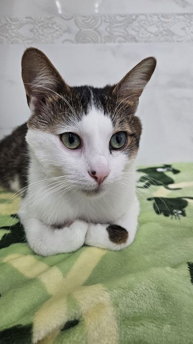 Adoptie Alunita