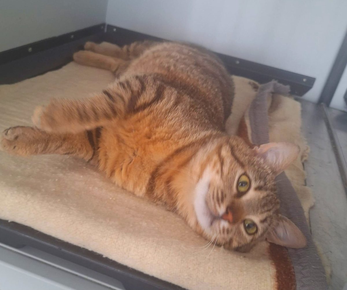 Adoptie motan tigrat Suschi
