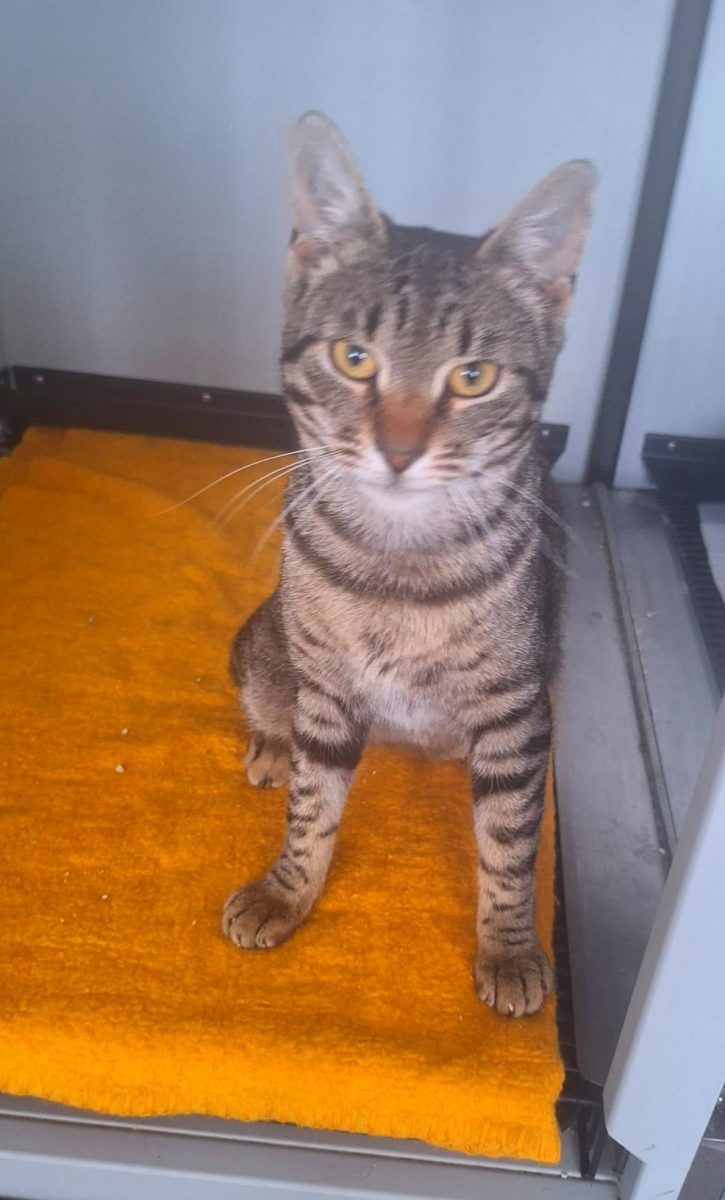 Adoptie motan tigrat Mozart