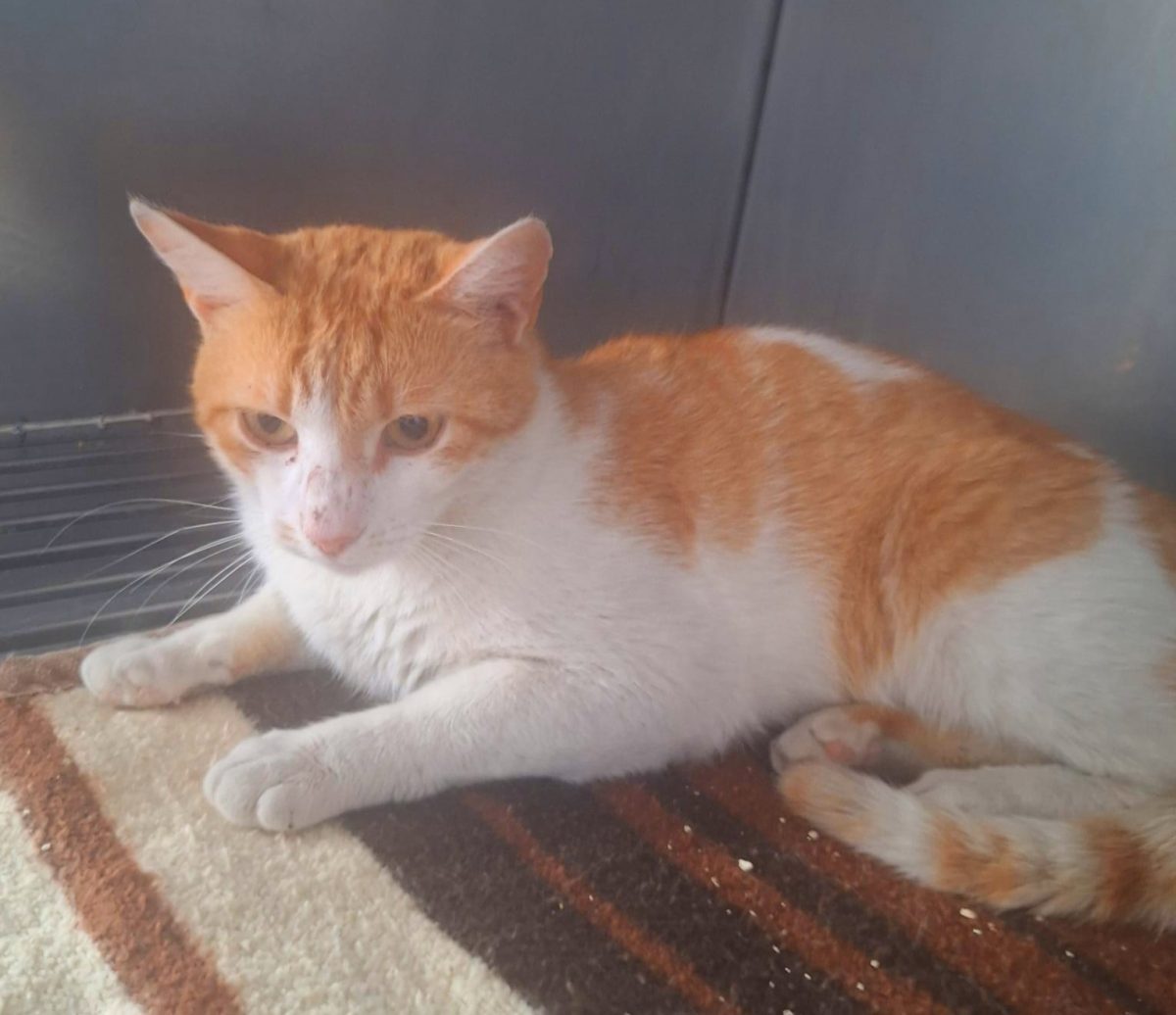 Adoptie motan Portis