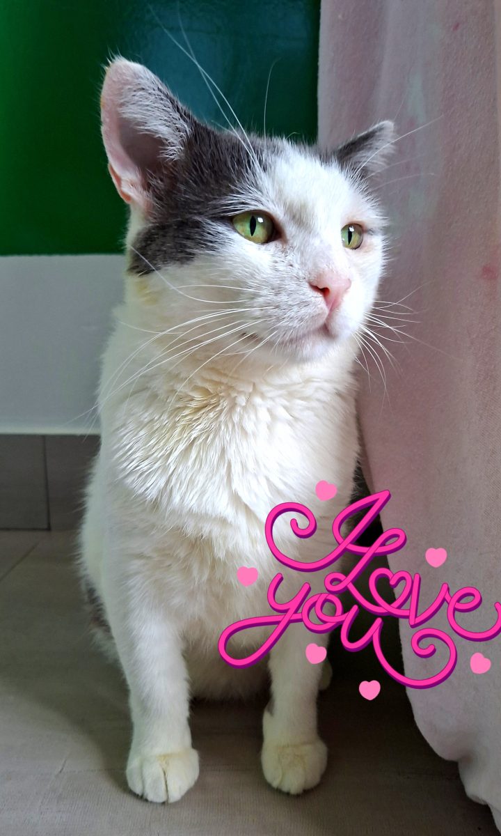 Adoptie motan alb castrat Martafoi