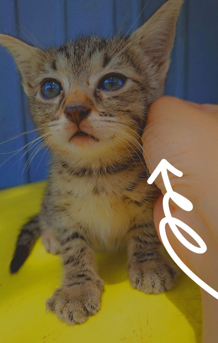 Adoptie pui de pisica tigrat