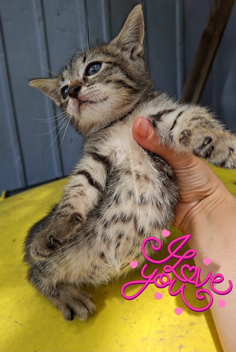 Adoptie pui de pisica Iunicel