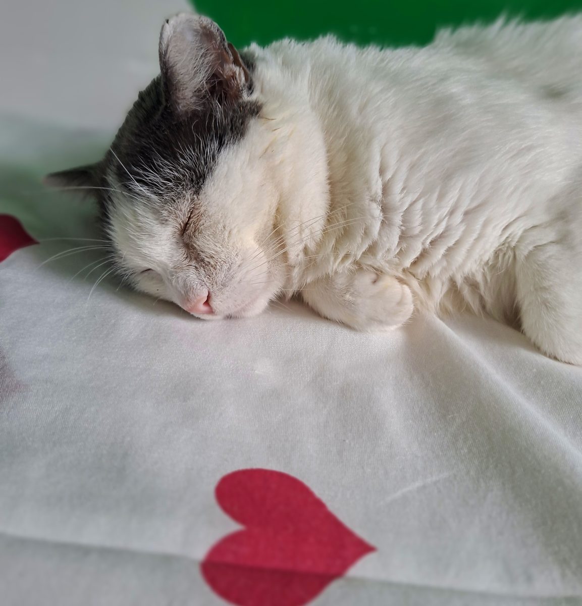 Adoptie motan castrat Martafoi