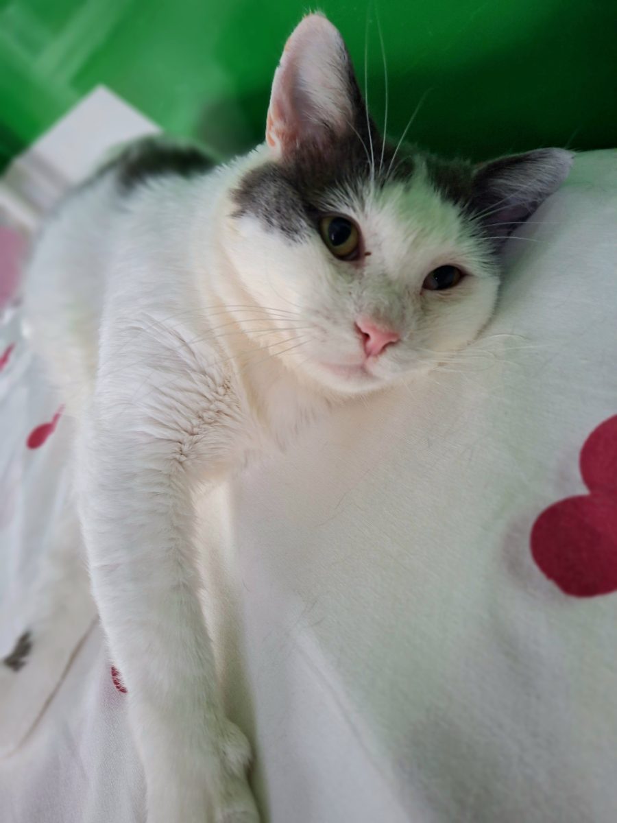 Adoptie cuplu Martafoii
