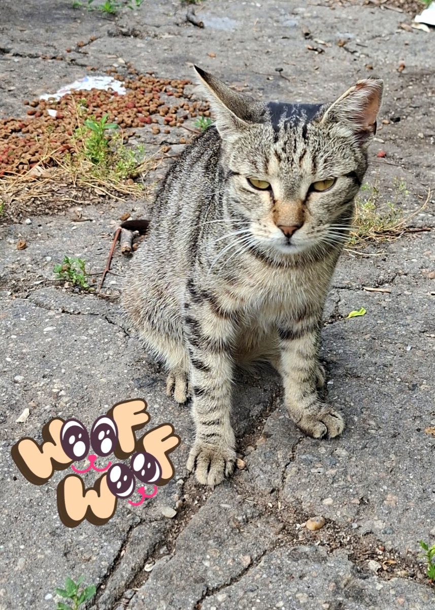 Adoptie pisici curte 6 luni