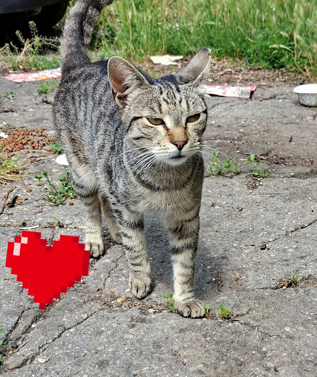 Adoptie pisici curte