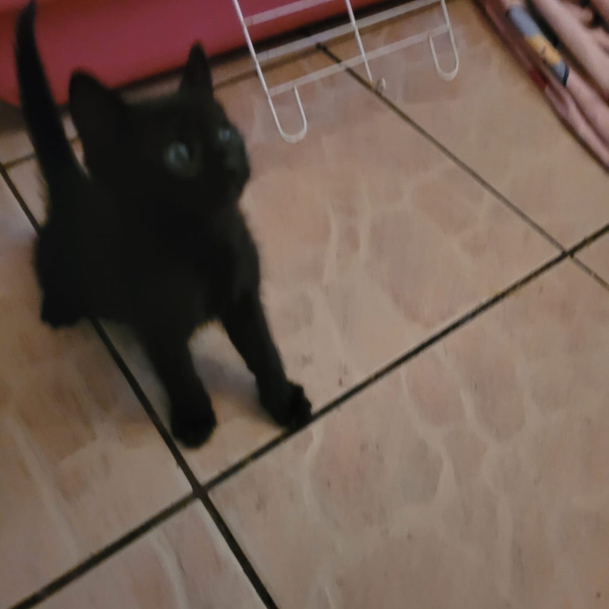 Două surori sunt in cautare de familii frumoase!💕💕💕