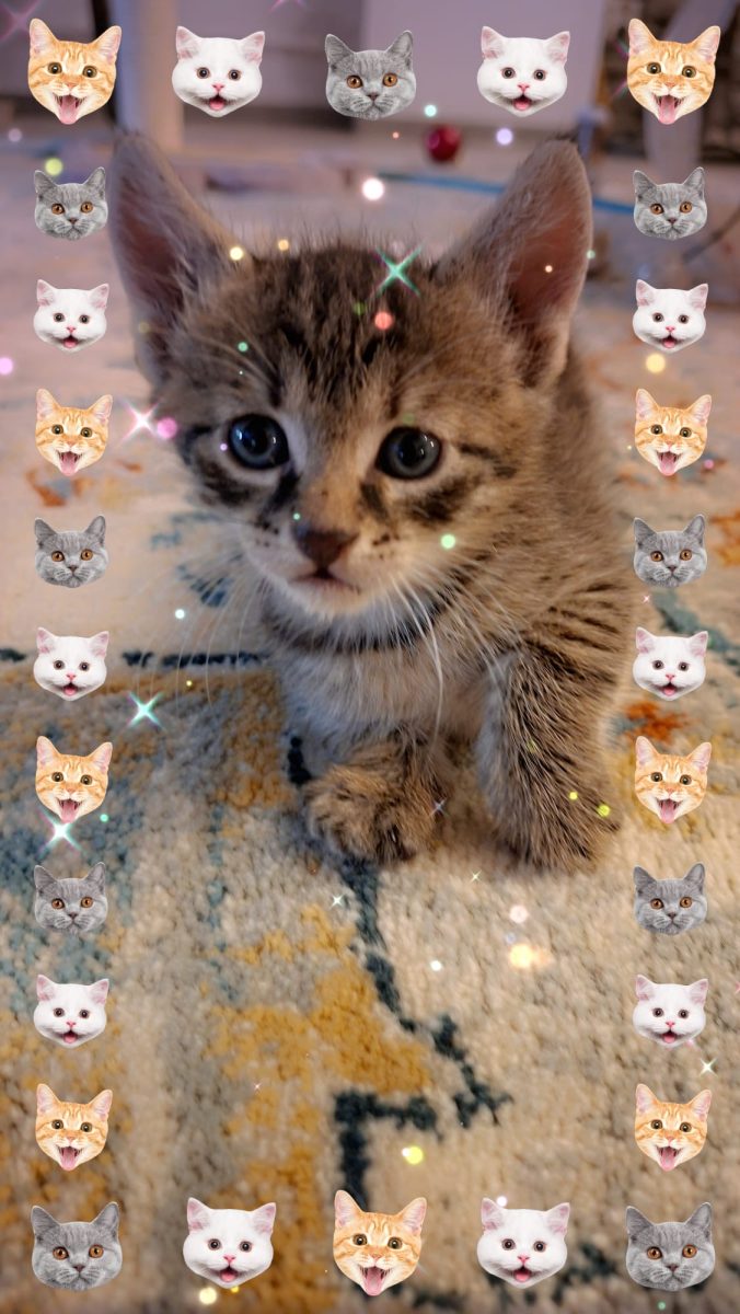Te plictisești?Tobi stie cum sa te înveselească!😻😻😻