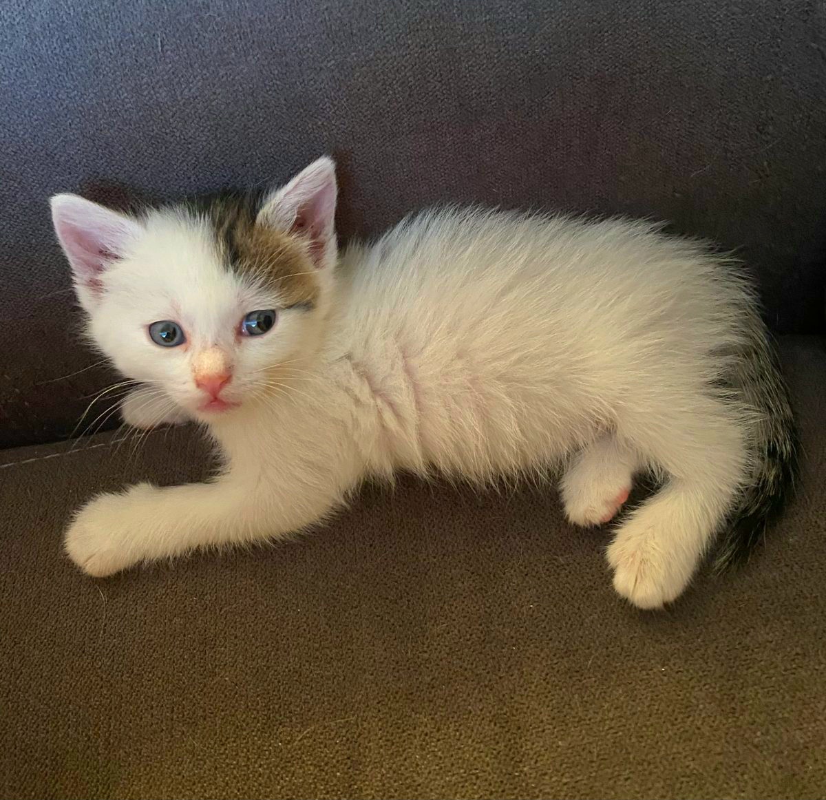 Adoptie pui de pisica alb Cameluna
