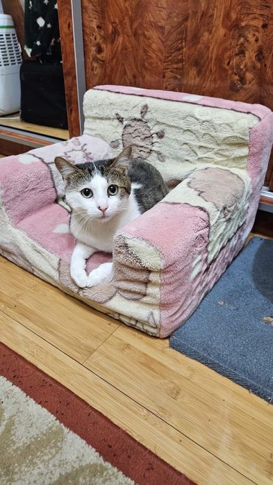 Adoptie motan castrat Alunita
