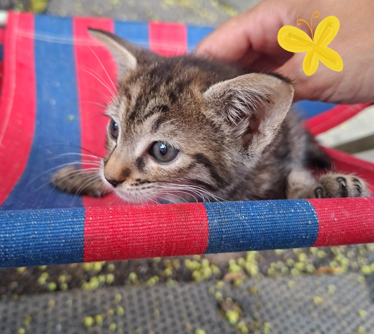 Adoptie pui de pisica Rusalia