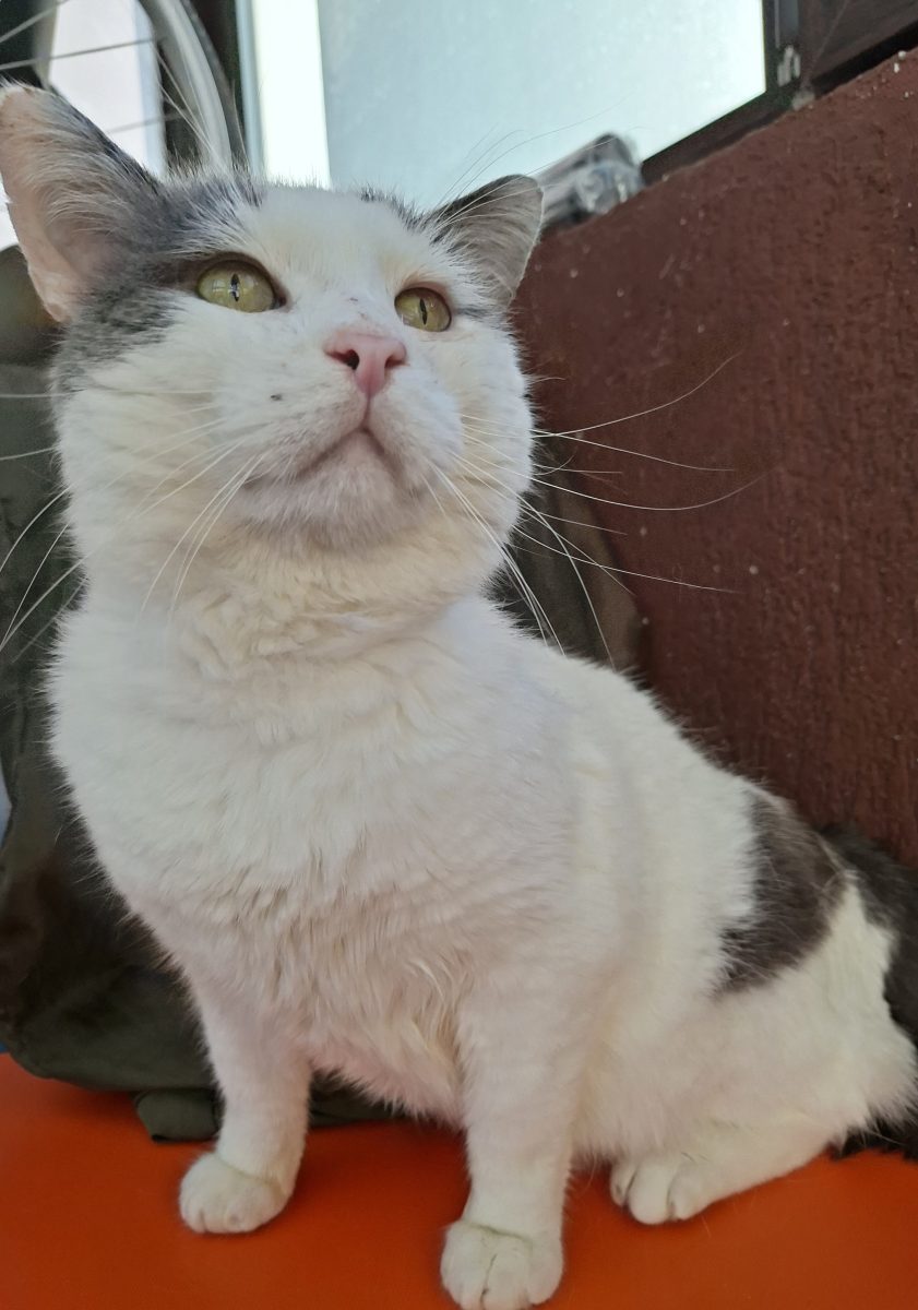 Adoptie motan alb castrat Martafoi