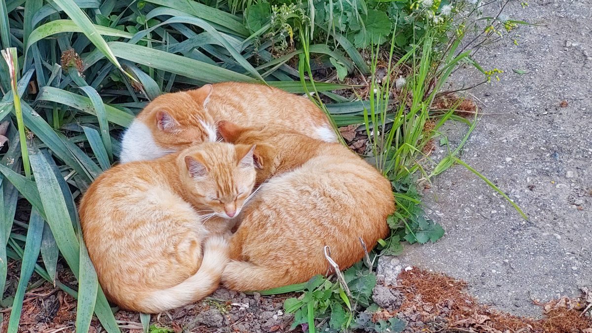 Mandarina, blândă și jucăușă