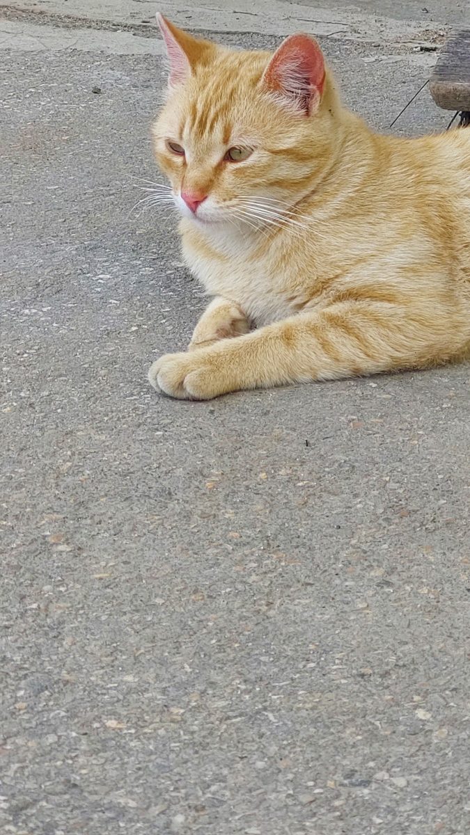 Mandarina, blândă și jucăușă