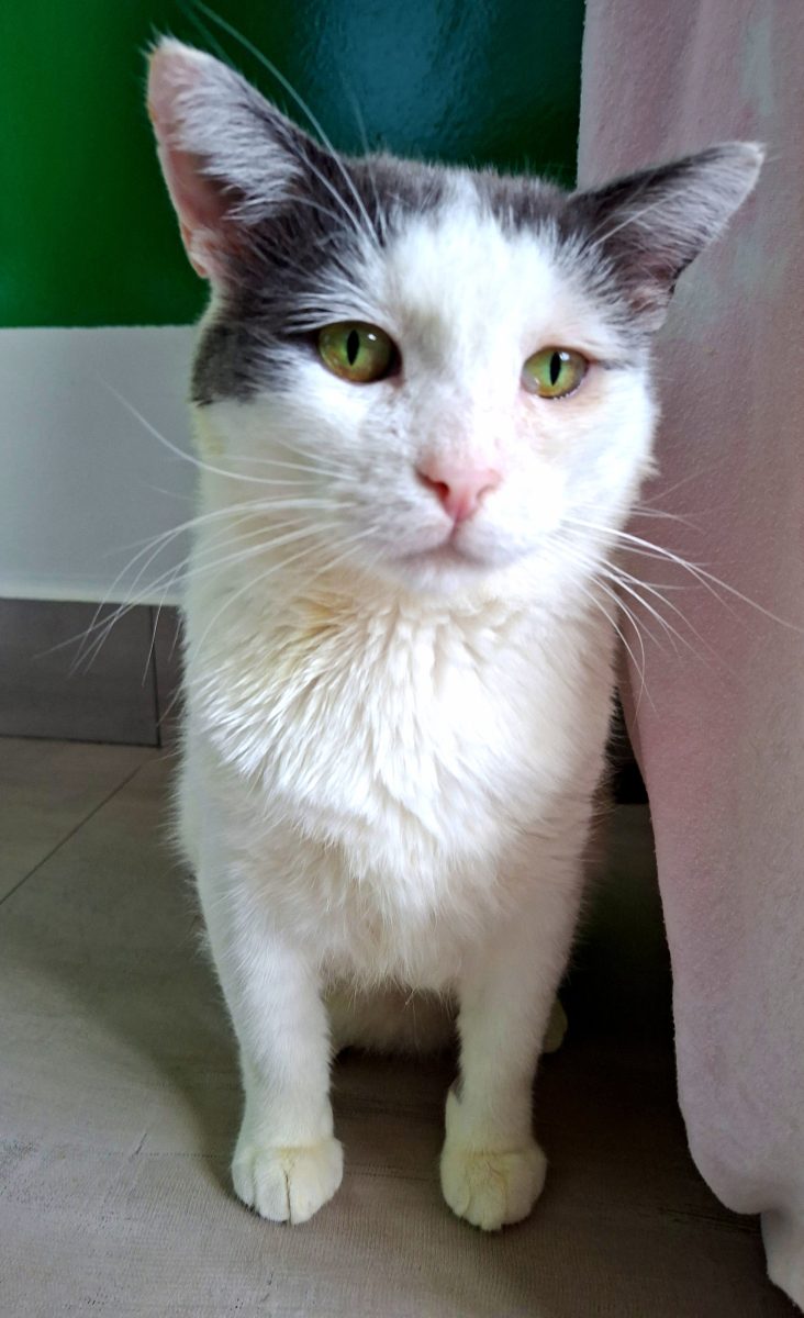 Adoptie motan alb castrat Martafoi