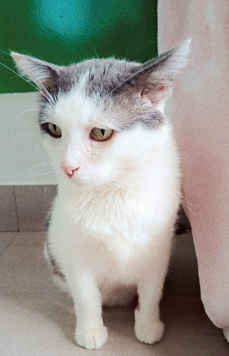 Adoptie motan alb castrat Martafoi