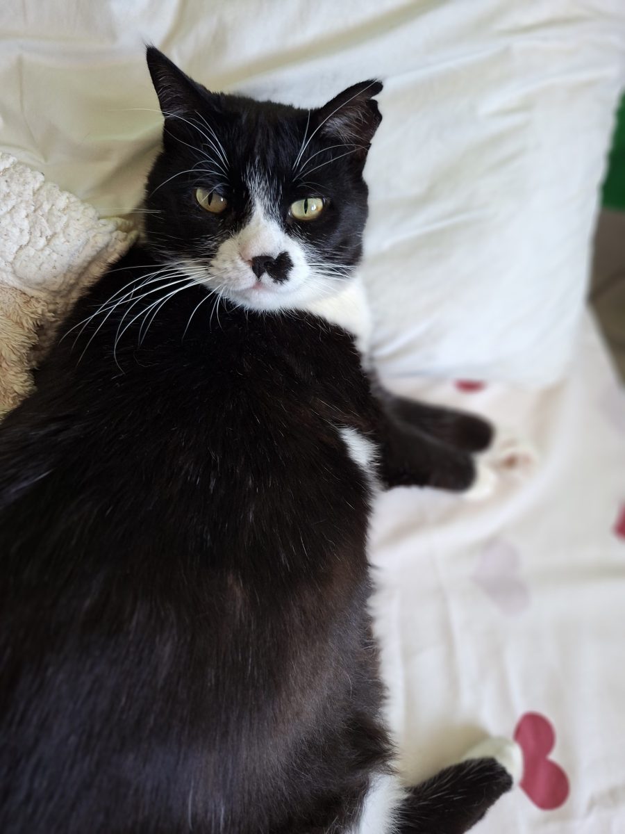 Adoptie pisica neagra Martafica pt curte