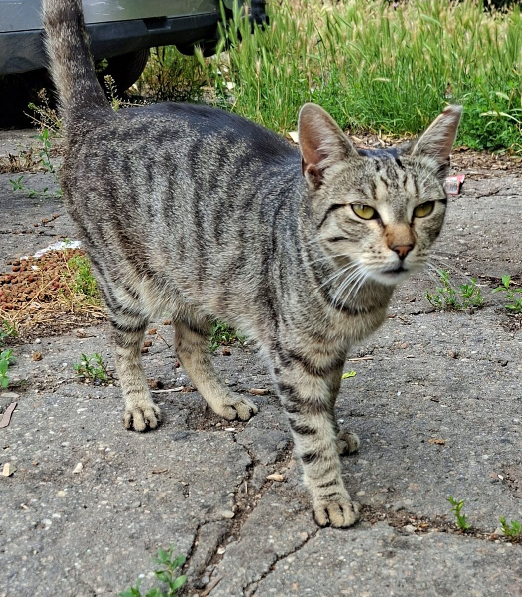 Adoptie pisici curte