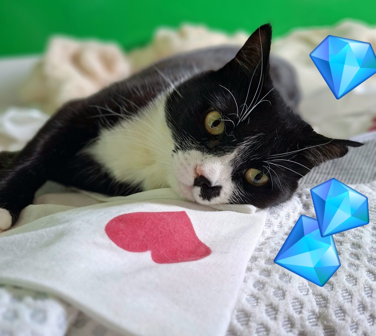Adoptie pisica neagra Martafica