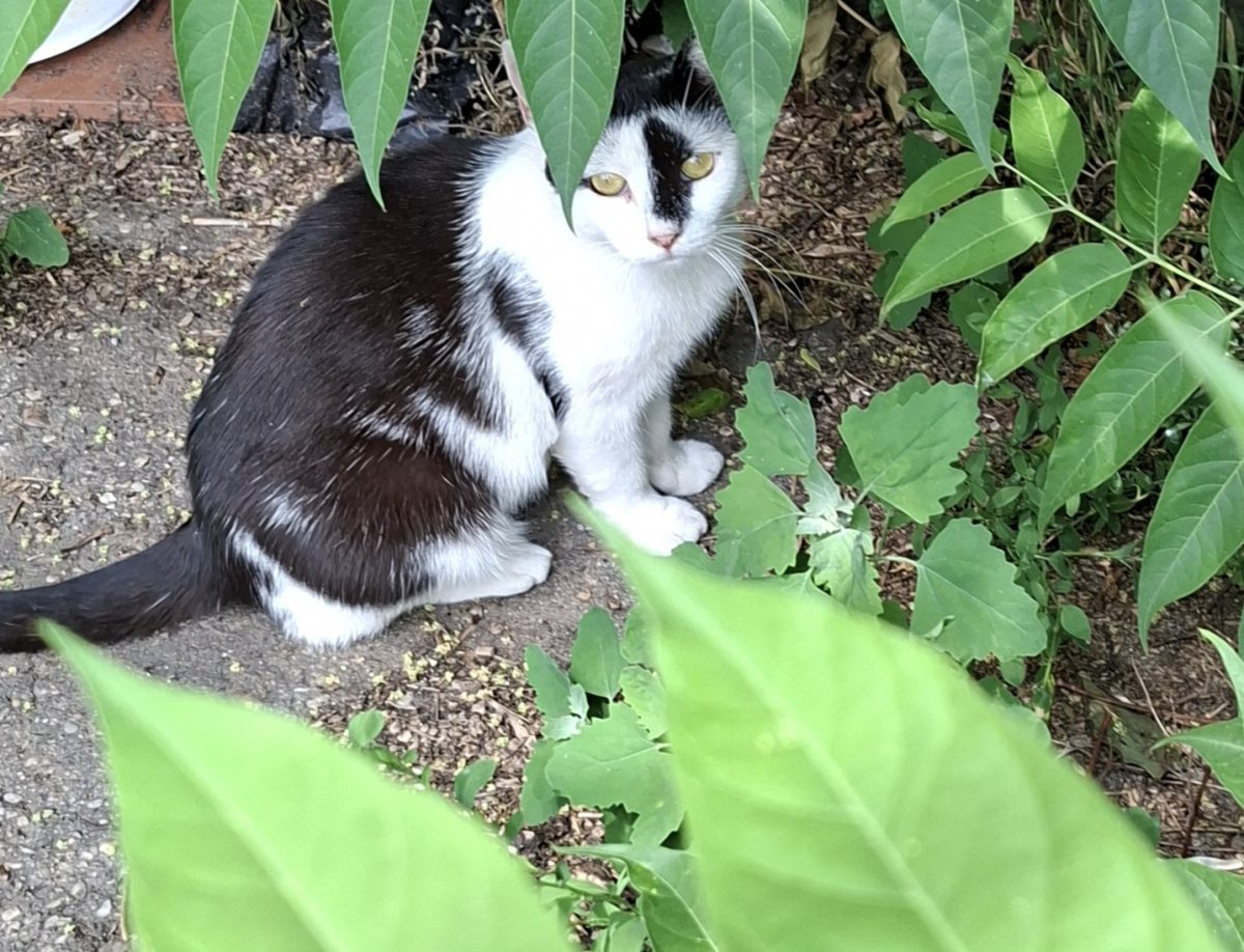 Adoptie pisica curte Adelle