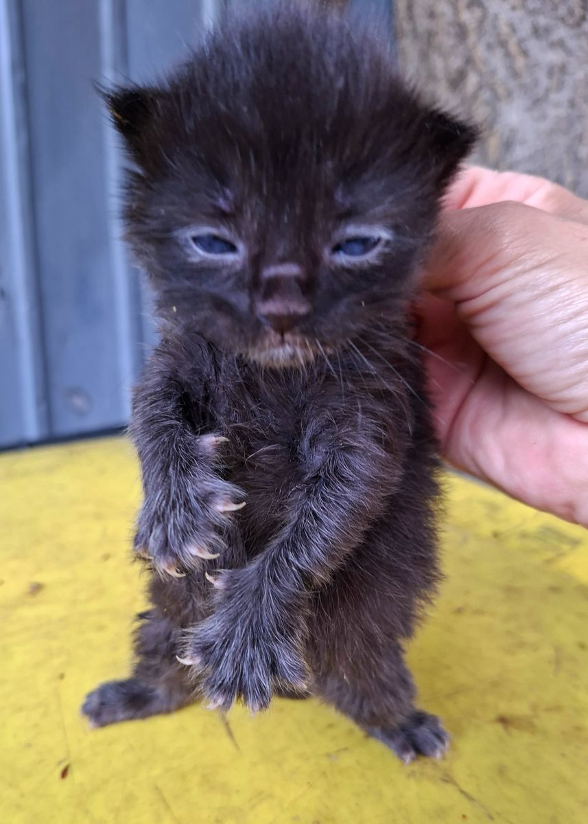 Adoptie pui de pisica negri