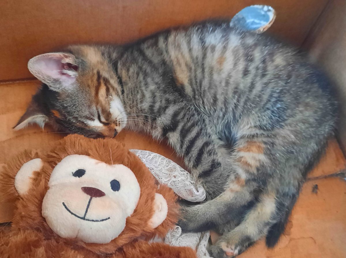 Ofertă spre adopție: O ghemotoacă plină de iubire și energie!
