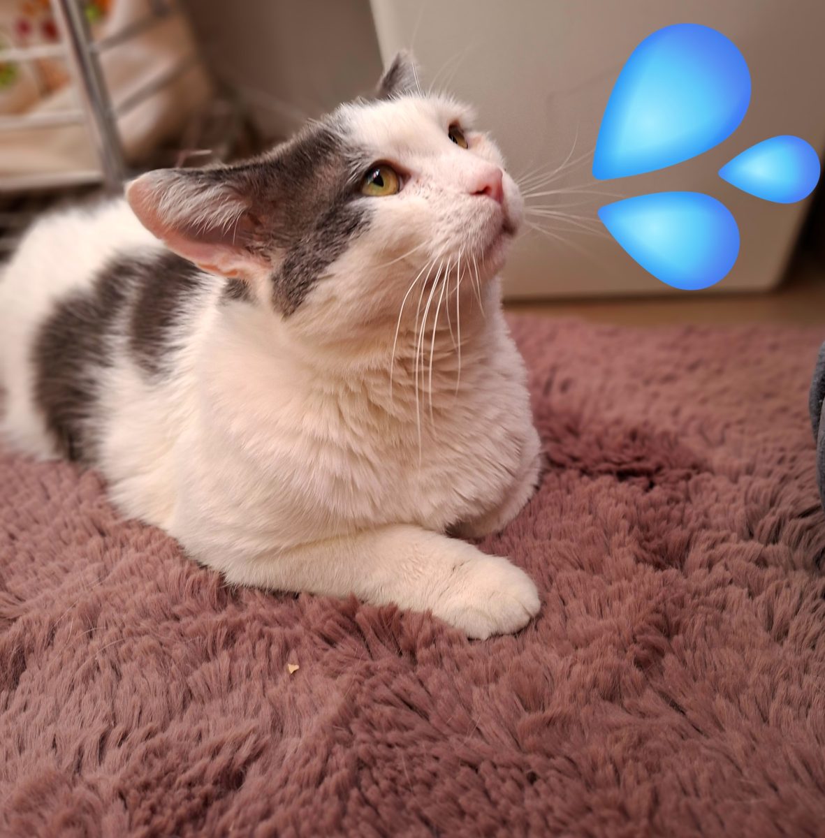 Adoptie motan curte, se aduce in tara
