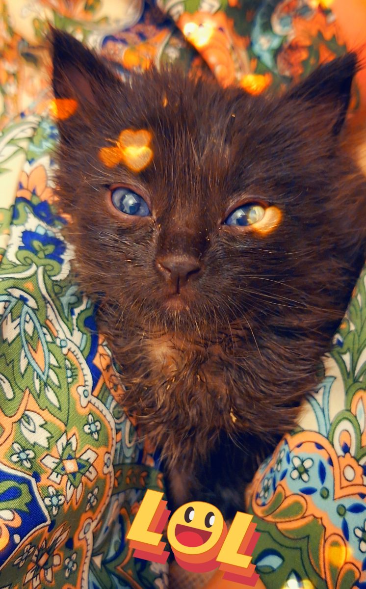 Adoptie pui de pisica negrii