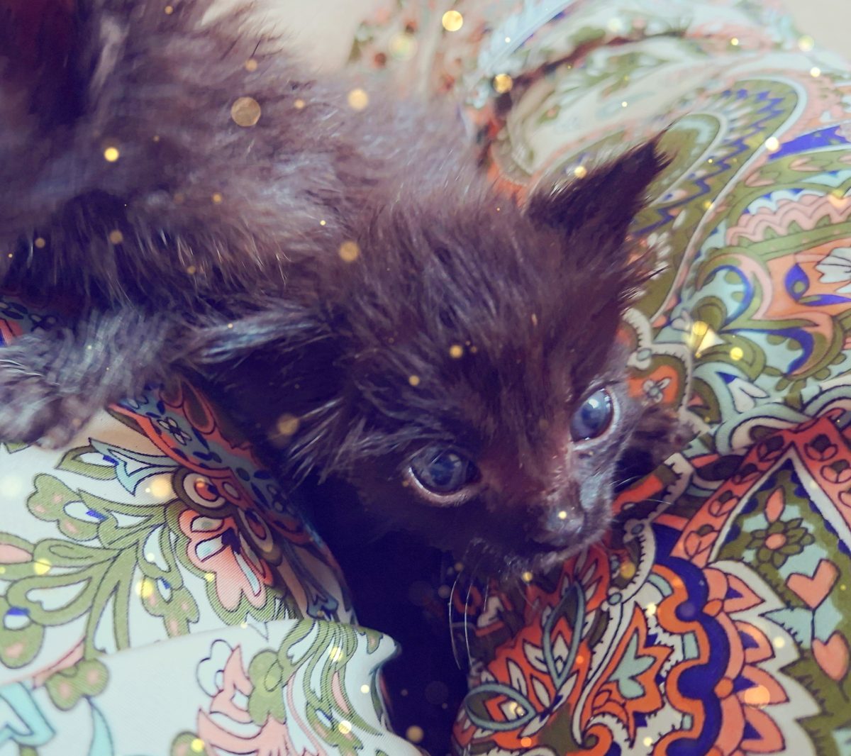 Adoptie puibde pisica negri