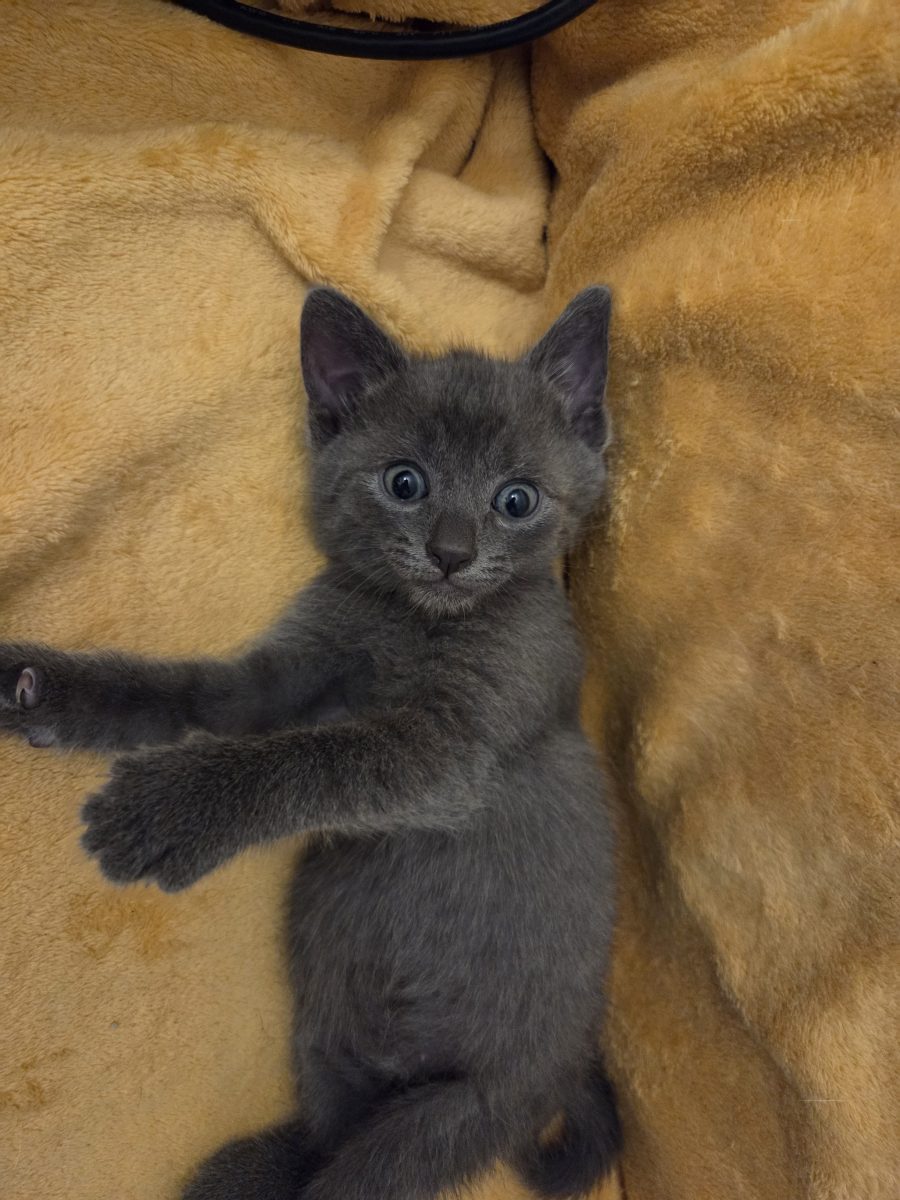 Gri pentru adoptie, transport inclus, educat la litiera