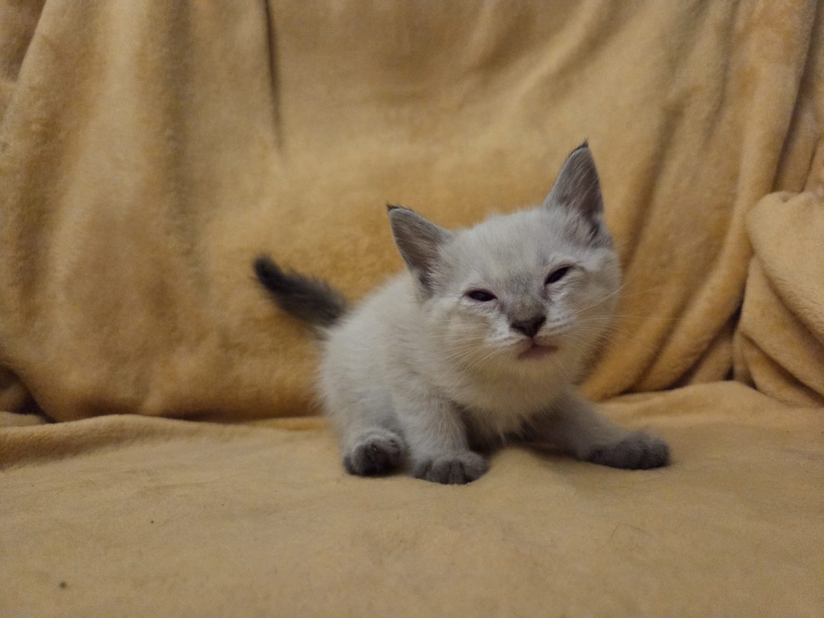 Snow pentru adoptie, educat la litiera, tranport inclus