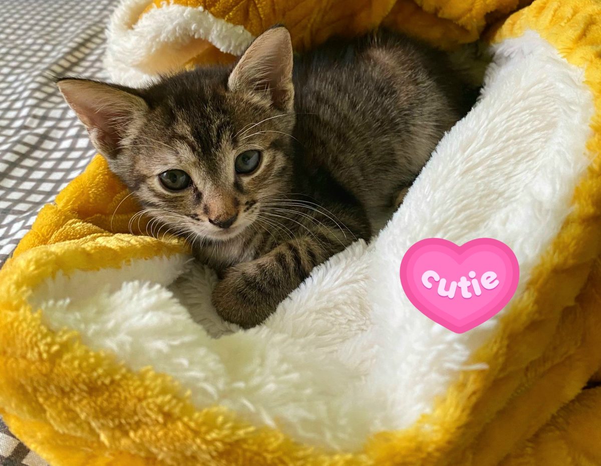 Adoptie pui de pisica tigrat Rusalia
