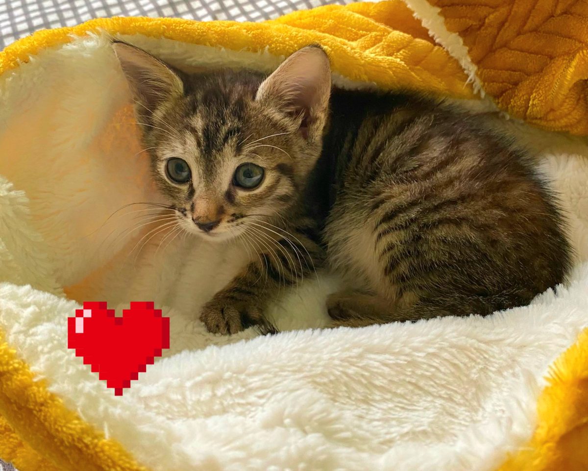 Adoptie pui de pisica tigrat