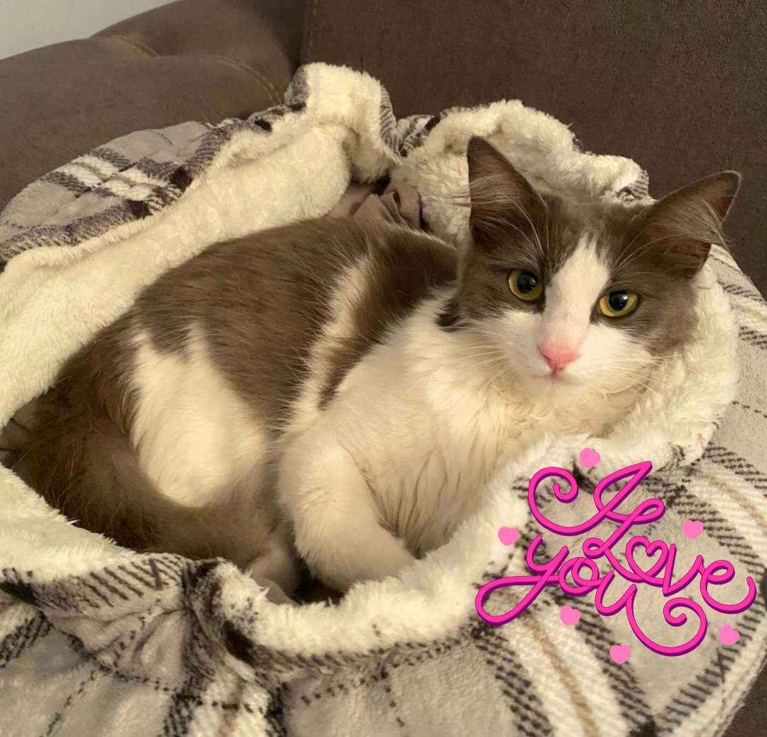 Adoptie pisica metis norvegian de padure Tasha