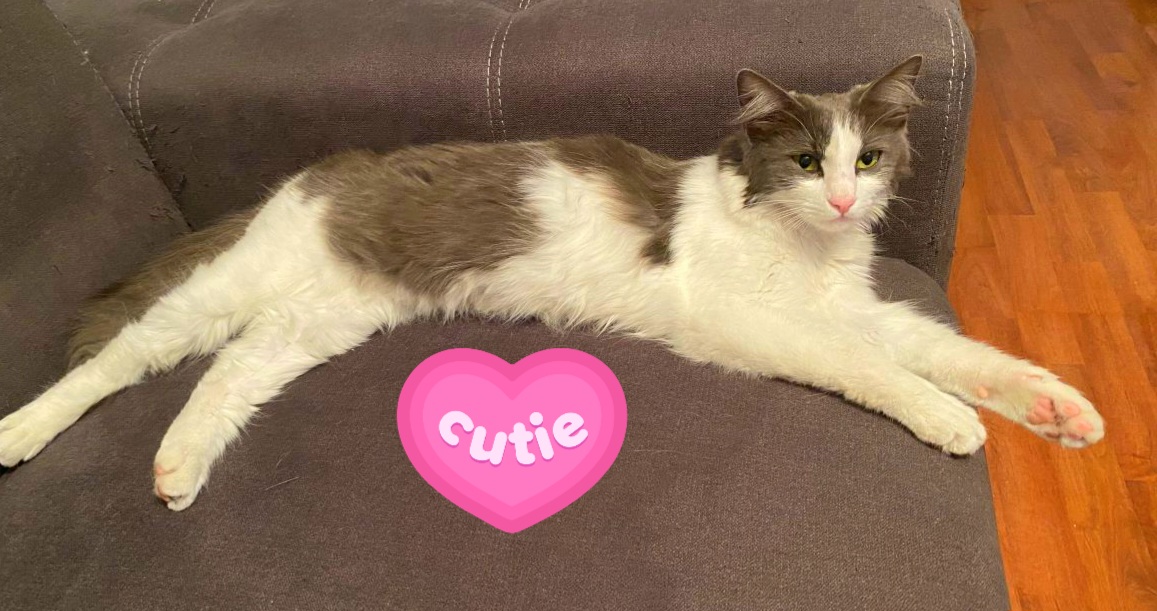 Adoptie pisica metis norvegiana de padure Tasha