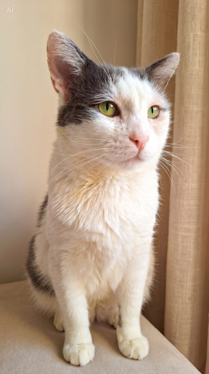 Adoptie motan castrat Martafoi