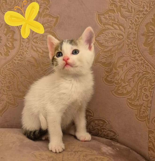 Adoptie pui de pisica Ella