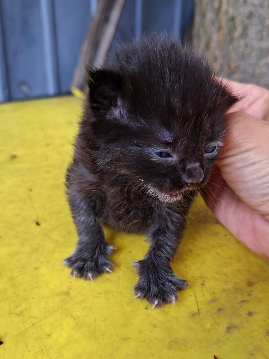 Adoptie pui de pisica