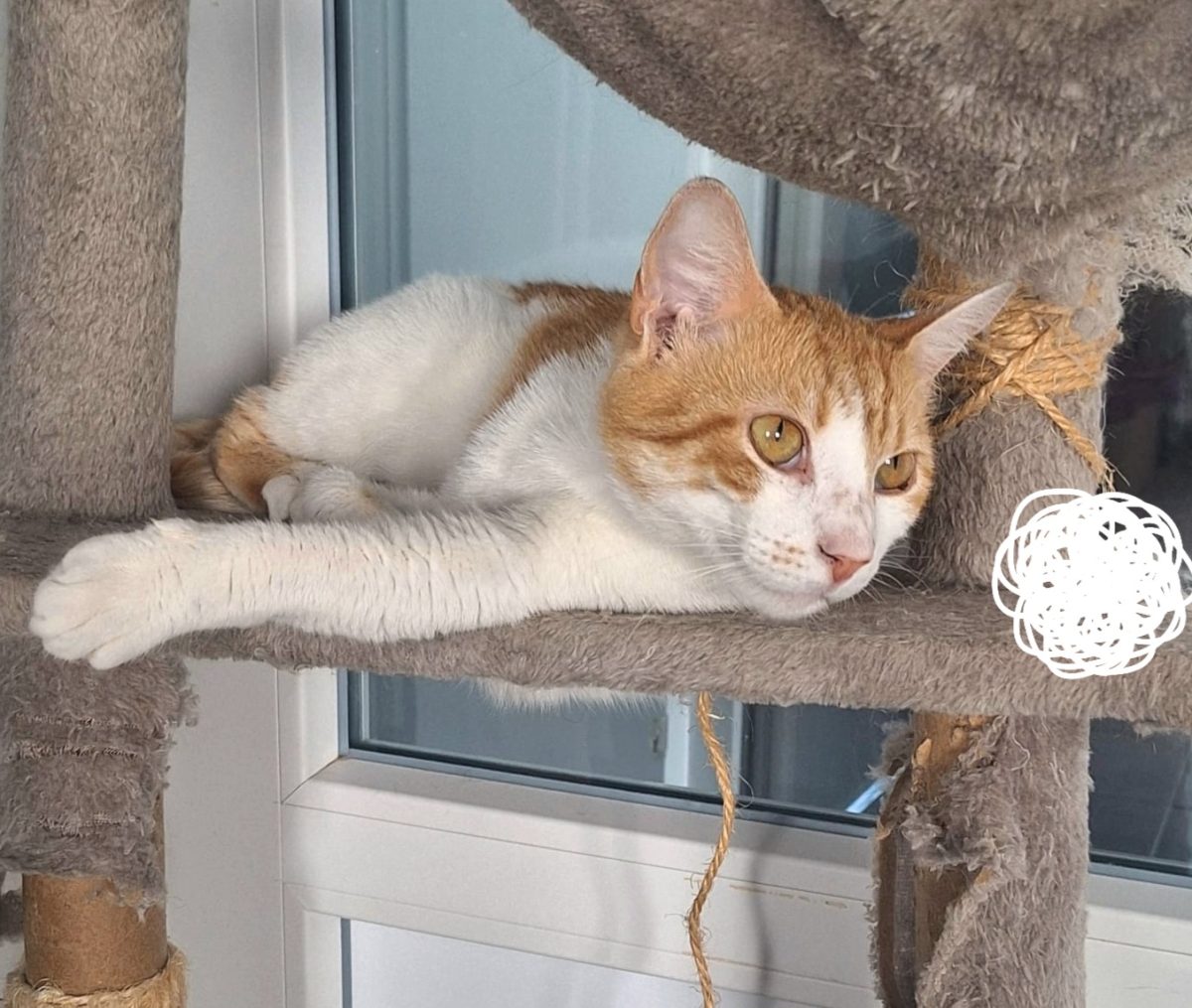 Adoptie motan castrat Portis