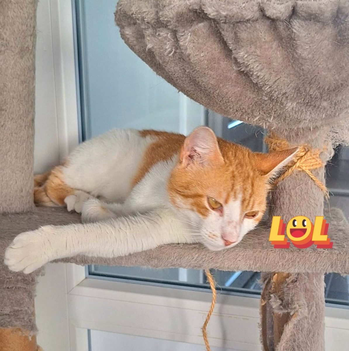 Adoptie pisica motan roscat